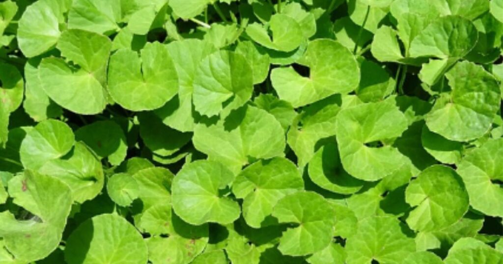 15 Benefits Of Brahmi Plant Leaves Vati