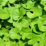 15 Benefits Of Brahmi Plant Leaves Vati