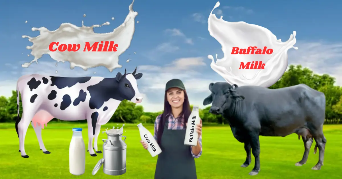 Cow Milk Or Buffalo Milk Which Is Better गाय या भैंस का दूध कौन सा