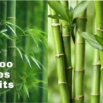 Bamboo Leaves Benefits